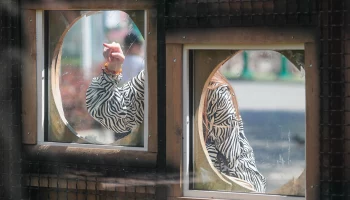 Появилась возможность наблюдать за обитателями Московского зоопарка онлайн