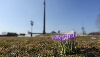 Синоптик Тишковец: Снежный покров сошел в Москве Синоптик Тишковец: Снежный покров сошел в Москве