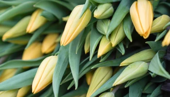 Музей транспорта Москвы проведет праздничную программу 8 и 9 марта