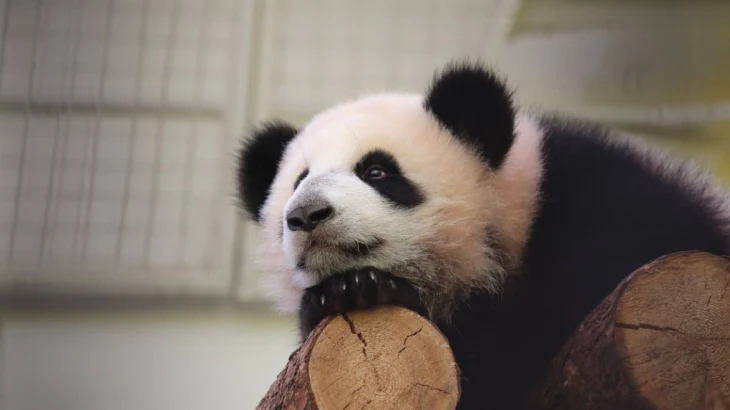 Панда Катюша из Московского зоопарка весит уже более 80 килограммов Панда Катюша из Московского зоопарка весит уже более 80 килограммов