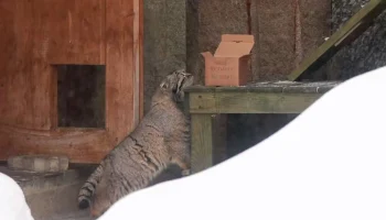 Манулу Тимофею подарили перепелку в честь дня рождения Московского зоопарка