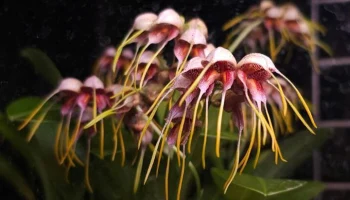 Редкую орхидею Масдеваллию представили в Аптекарском огороде в Москве