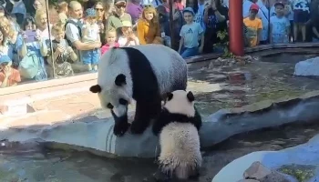 &laquo;На улице тепло&raquo;: Московский зоопарк показал плавающую в бассейне панду Катюшу