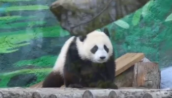 &laquo;Новые ощущения&raquo;: Московский зоопарк показал уличную прогулку панды Катюши