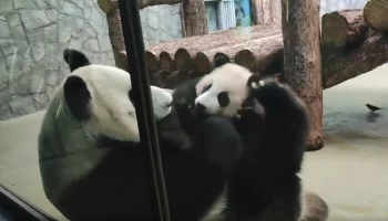 &laquo;Ну пусти&raquo;: Московский зоопарк показал резвые попытки Катюши поиграть с птицей