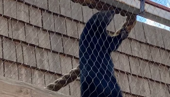 &laquo;Будто запятая&raquo;: Московский зоопарк показал загадочного бинтуронга