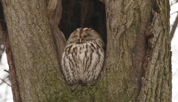 Начало сезона гнездования: в столице усиливают меры по охране редких птиц