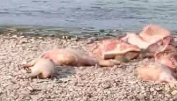 РИА Новости: на Украине нашли зараженные африканской чумой туши свиней