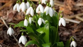 Пик цветения подснежников наступил в "Аптекарском огороде"