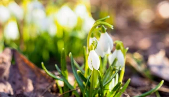 Выставка "Мир первоцветов" открылась на ВДНХ