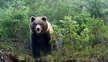 Два человека погибли после нападения медведя на Сахалине