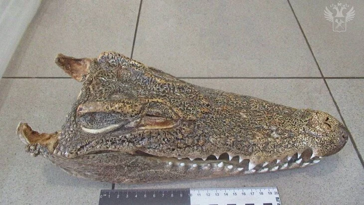 Новосибирские таможенники обнаружили у пассажирки из Таиланда голову крокодила Новосибирские таможенники обнаружили у пассажирки из Таиланда голову крокодила