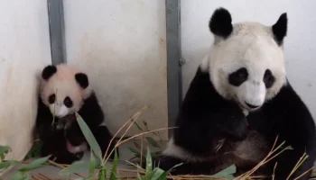 &laquo;Повторяет за мамой&raquo;: Московский зоопарк показал, как панда Катюша пробует бамбук