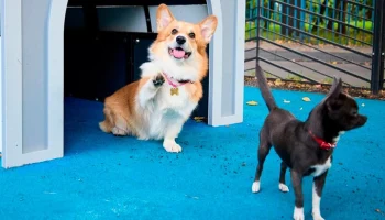 Новые собачьи площадки появились на юго-востоке Москвы