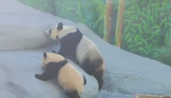 Московский зоопарк опубликовал видео с &laquo;восходящей на гору&raquo; пандой Катюшей
