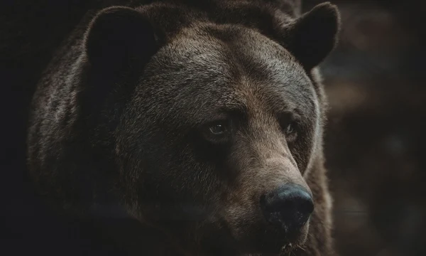 Медведь едва не растерзал двух охотников на границе Камчатки и Чукотки Медведь едва не растерзал двух охотников на границе Камчатки и Чукотки