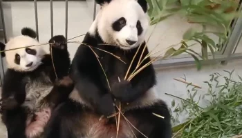 &laquo;Продолжаем&raquo;: Московский зоопарк показал переходящую на &laquo;взрослый рацион&raquo; Катюшу