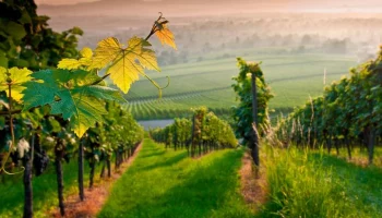 Инфраструктура и виноградники Абрау-Дюрсо находятся вдали от очага пожара