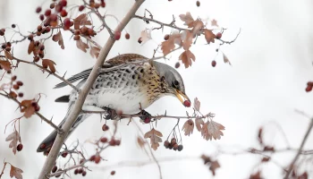 Облачно и тихо: синоптик Леус рассказал о погоде в Москве в воскресенье