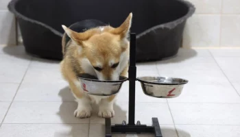 Маркировку кормов для животных и ветпрепаратов введут в РФ с 1 сентября