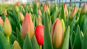 Около 1,6 млн цветов вырастили в столичных теплицах к 8 Марта