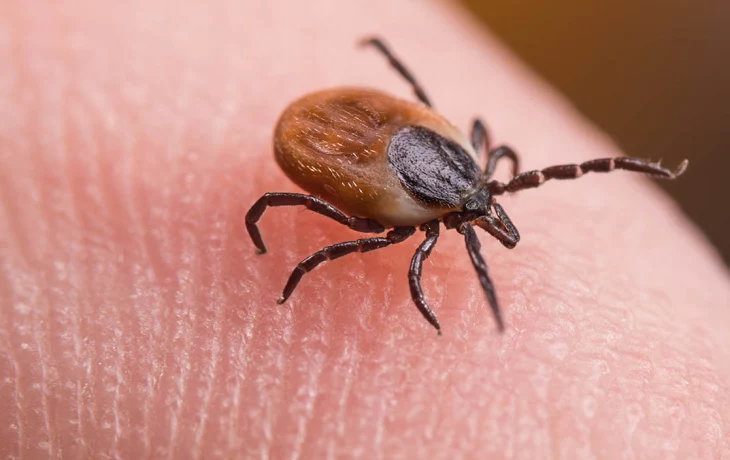 Россиян предупредили о распространении энцефалитных клещей по всей стране Россиян предупредили о распространении энцефалитных клещей по всей стране