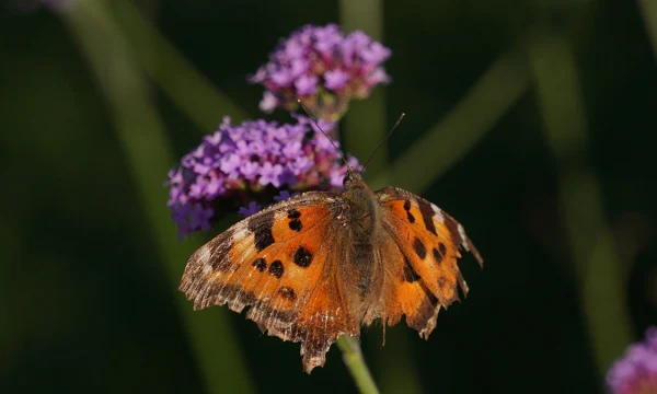 Ученый Марьинский: Нашествие насекомых ждет Москву после снежной зимы Ученый Марьинский: Нашествие насекомых ждет Москву после снежной зимы