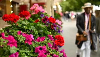 На улицах Москвы благодаря столичному бизнесу появились цветущие оазисы