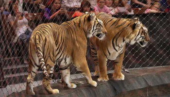 Выступление животных в цирках могут запретить в России