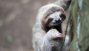 &laquo;Что вы знаете о безделии&raquo;: Московский зоопарк показал кормление ленивца