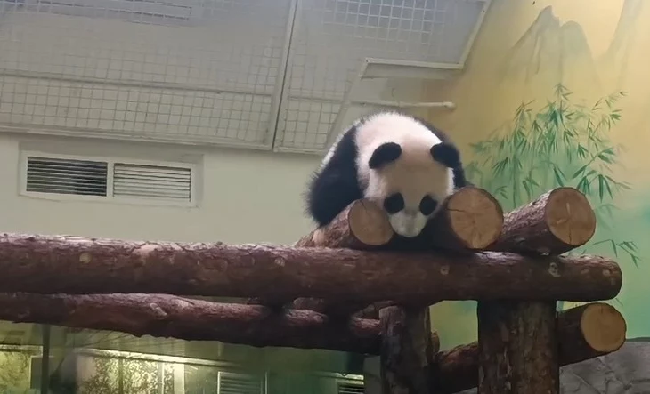 «Самая беззаботная»: Московский зоопарк показал счастливый пятничный вечер Катюши «Самая беззаботная»: Московский зоопарк показал счастливый пятничный вечер Катюши