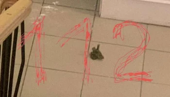 Шестиклассник активировал страйкбольную гранату в школе в Петербурге