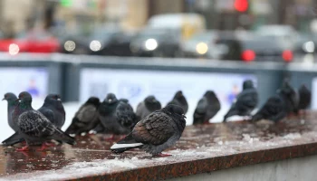 &laquo;Желтый&raquo; уровень опасности объявили в Московском регионе из-за гололедицы