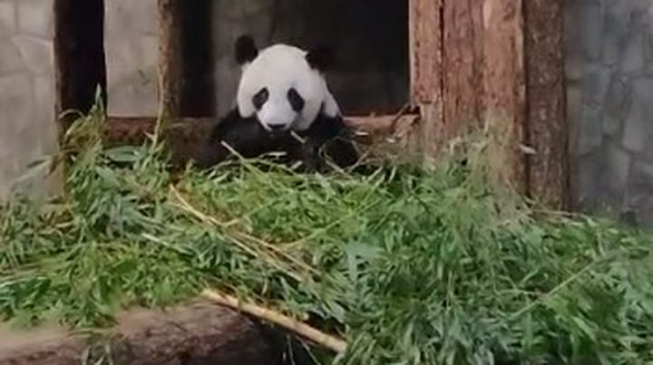 «Все запомнила»: Московский зоопарк показал повторяющую за мамой панду Катюшу