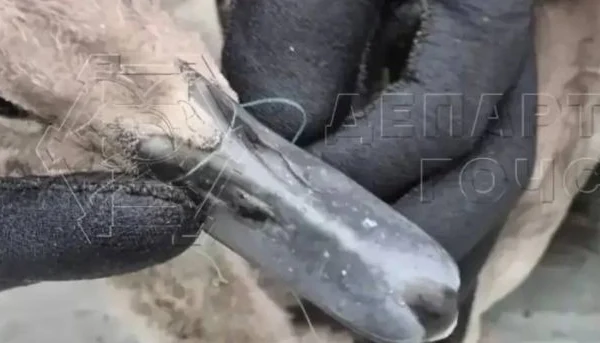 Спасатели помогли лебеденку, запутавшемуся в лесках на Патриарших прудах Спасатели помогли лебеденку, запутавшемуся в лесках на Патриарших прудах