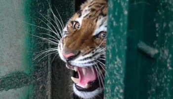 Московский зоопарк показал прибытие двух новых амурских тигриц