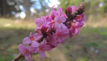 В "Аптекарском огороде" в Москве расцвел пухляк