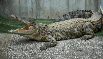 ZimEye: в Замбии крокодил утащил рыбака под воду и съел