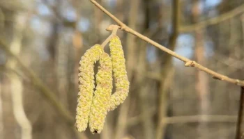 Орешник зацвел в национальном парке "Лосиный остров"