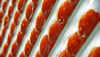 В Роспотребнадзоре объяснили, какую икру не следует покупать