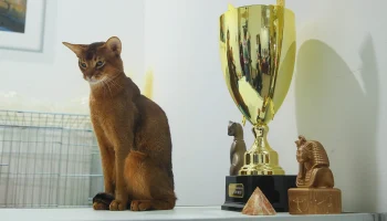 Самому красивому в мире коту из Москвы подберут пару