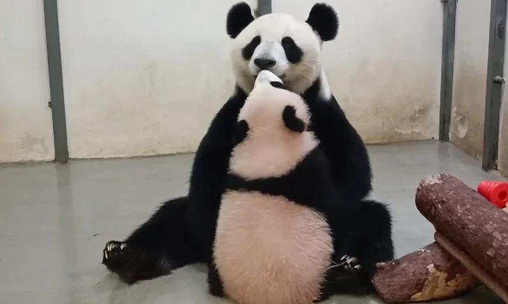 &laquo;Панда поцелуи&raquo;: Московский зоопарк показал трогательный ритуал Катюши и Диндин