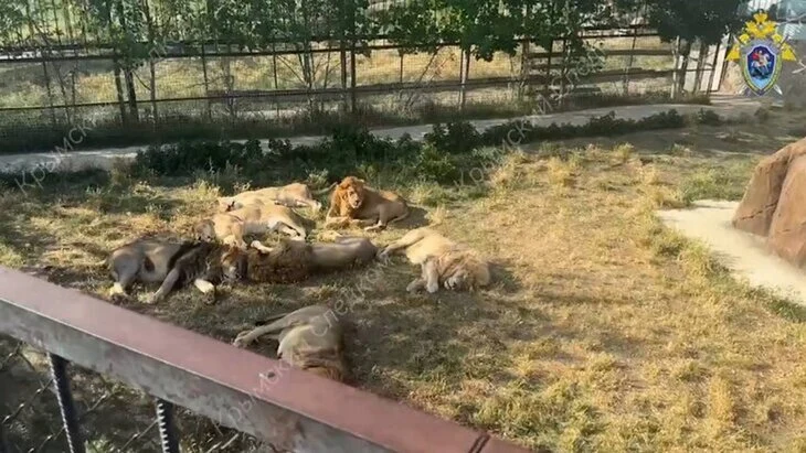 Сотрудница "Тайгана" Алексагина: напавший на директора парка лев остается в саванне