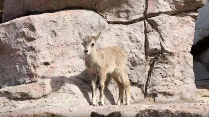 Детеныш голубого барана родился в Московском зоопарке