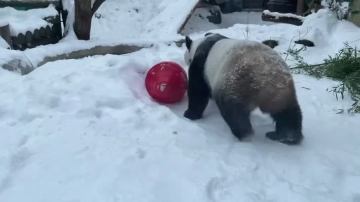 Московский зоопарк показал кадры с пандами Жуи и Диндин, катающимися по снегу