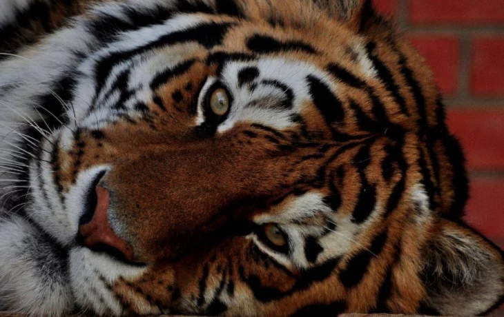 &laquo;До 30 килограммов&raquo;: Московский зоопарк рассказал необычные факты о тиграх