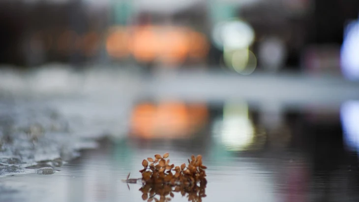 Метеоролог Позднякова: Оттепель в Москве продержится до 21 декабря Метеоролог Позднякова: Оттепель в Москве продержится до 21 декабря