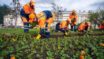 Работы по высадке виолы стартовали в Москве