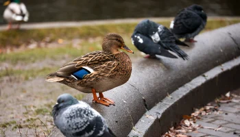 Осеннее дежавю: какой будет погода в Москве в первые выходные декабря