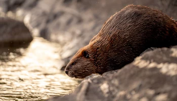 &laquo;Учится делать бобровые хатки&raquo;: Московский зоопарк показал труд бобренка Устюжка